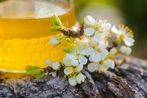 jar of liquid floral honey against background of trees. flowering plum branch near fresh honey. Healthy food concept. photo