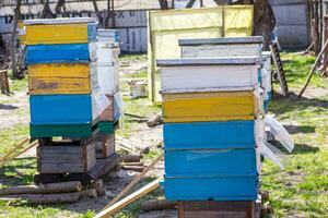 Old multihull hives on apiary in spring. Preparing bees for summer honey harvests. planks for bees that didn't make it to summer. Improving bee hives photo