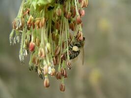 miel abeja recoger polen desde acer negundo caja mayor, boxelder arce, hojas de ceniza arce, y arce ceniza . cierne amentos en un arce árbol. miel plantas de Ucrania. foto