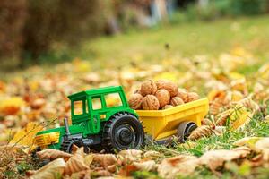 Green tractor carries nuts in the back. Toy tractor with a crop of ripe walnuts. Autumn photophone. photo