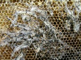 cera polilla larvas en un infectado abeja nido. el familia de abejas es enfermo con un cera polilla. foto
