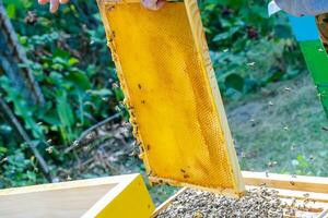 Bees on honeycomb. Honey cell with bees. Apiculture. Apiary. Nature, insects. Beekeeping, frames of hive photo