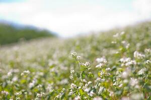 campo de alforfón en un antecedentes de un Tormentoso cielo. alforfón, fagopyrum esculento, japonés alforfón y casco plateado alforfón floreciente en el campo. de cerca flores de alforfón foto