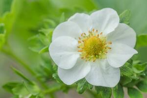 Beautiful white strawberry flower in the garden. The first crop of strawberries in the early summer. Natural background. photo