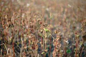 Buckwheat after frost. Frozen leaves and flowers of Buckwheat. Plants after sharp cold snap. Dead parts of plants after frost. destroyed crops, collapse of business. Problems of agronomy photo