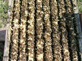 Honeybees in an open hive on frames photo