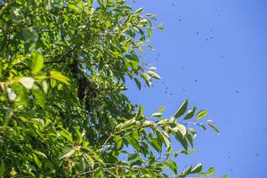 enjambre de abejas en un árbol rama. pequeño abeja enjambre en un Cereza rama en el jardín cerca el colmenar. foto