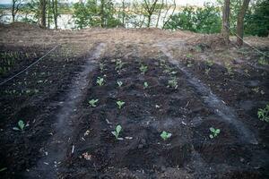 cabbage seedling invegetable garden on black earth photo