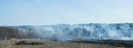 Large-scale forest fire. Burning field of dry grass and trees. Thick smoke against blue sky. dangerous effects of burning grass in fields in spring and autumn. photo