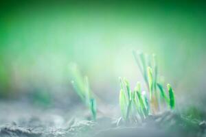 joven verde césped coles en un verde antecedentes. primavera antecedentes. Fresco microvegetales. foto