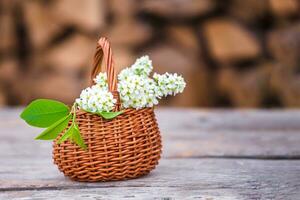 todavía vida de pájaro Cereza en cesta . antecedentes para saludo tarjeta con comenzando de primavera, marzo 8 o San Valentín día. foto