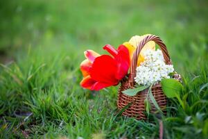 todavía vida de pájaro Cereza y tulipanes ramo de flores flores en antecedentes de verde césped. antecedentes para saludo tarjeta con comenzando de primavera, marzo 8 o San Valentín día. foto