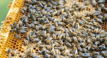Drones on a wax frame surrounded by bee colonies. Beekeeping. Growing drones to select sperm. Artificial insemination of the queen bee with sperm of donor's drone. photo