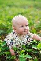 The baby crawls through a field of soybeans with young sprouts with green fresh leaves. photo