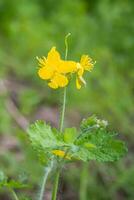 Yellow flowers of Chelidonium majus,  celandine, nipplewort, swallowwort or tetterwort close-up on medow. Growing on street blooming in spring celandine. photo