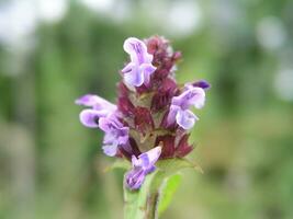 Prunella vulgaris, self-heal, heal-all, woundwort, heart-of-the-earth, carpenter's herb, brownwort and blue curls purple flower growing on the field. Honey and medicinal plants in Europe. drug plants photo