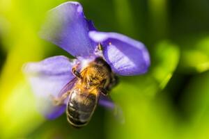 bee collects nectar from wilted blue flower Vinca, periwinkle photo