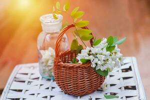 bunch of acacia in wicker basket. Collecting ingredients for natural cosmetics from of black locust, Robinia pseudoacacia, false acacia in spring. Manufacturing medicines at home. photo