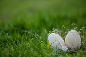Two white Easter eggs with a branch of apricot in green grass. Easter background. Search for eggs at Easter. photo