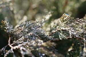 Drops of dew on juniper. Green juniper branches in the spring su photo