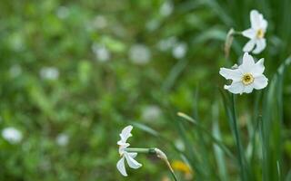 White flowers of daffodils, Narcissus, narcissus and jonquil in garden against backdrop of green grass. photo