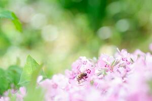 Honey bee collects nectar and pollen from Phlox subulata, creeping phlox, moss phlox, moss pink, or mountain phlox. Honey plant in summer on alpine flowerbed. Selective focus. photo