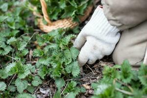 mano en guante torreón ortiga arbusto en mimbre cesta. colección de primero primavera joven ambientalmente simpático sitio ortigas para vitamina ensalada. medicinal hierbas para alternativa medicamento. foto