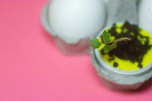 sprout arugula microgrin growing out of an eggshell with dirt. sustainable living concept, zero waste concept photo