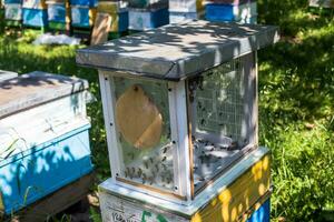 drones mosca miel abeja artificial inseminación. zumbido crianza foto