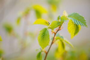 joven árbol hojas en primavera en un borroso antecedentes foto