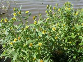 forbicina inter, Biden cernua l., amarillo flores creciente cerca agua, lagos miel y medicinal plantas en Europa. fármaco plantas foto