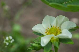 Beautiful white strawberry flower in the garden. The first crop of strawberries in the early summer. Natural background. photo