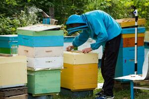beekeeper returns frame to hive. uniting bee family and puts frame with queen cells in apiary. Beekeeping. photo