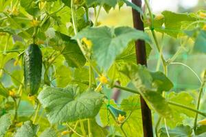 One green ripe cucumber on a bush among the leaves. Cucumber on the background of the garden. photo