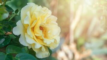 beautiful yellow rose on bush in garden. close-up flower against background of sunset. photo