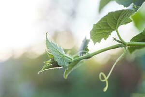 parte superior Pepino cucumis sativus brote con joven hojas y antenas Pepino en jardín es atado arriba en conducción. foto