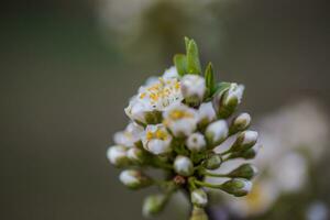 ciruela roja flores blanco en un rama de cerca. medio abierto brotes en el árbol de Cereza ciruela. natural antecedentes para Los telefonos y computadora pantallas foto