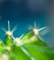 Small green cactus with bent needles on a blue background. Unpretentious plant. Cactus Care and Transplant photo