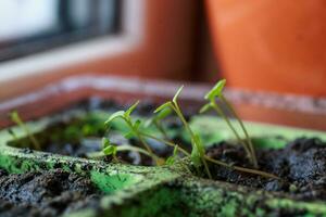 Young arugula sprouts in pots for seedlings. Sprouting seeds of photo