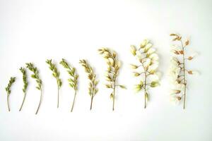 Sprigs of acacia flowers on a white background. Stages of flowering of acacia. Buds and flowers of fresh acacia. photo