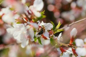 abeja en flor de nanking Cereza prunus tomentosa foto