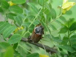 Cockchafer on a bush with yellow flowers Caragana arborescens in photo