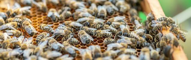 Drones on a wax frame surrounded by bee colonies. Beekeeping. Growing drones to select sperm. Artificial insemination of the queen bee with sperm of donor's drone. photo