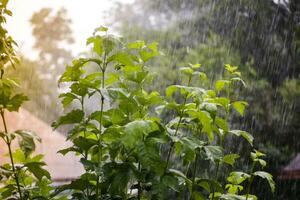 A heavy downpour. photo