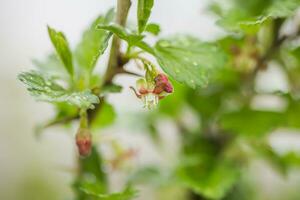 gooseberry, Ribes uva-crispa blooming in spring. flower Ribes grossularia close-up against background of leaves. Branches and young shoots of fruit shrub. photo