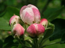 rosado manzana brotes en primavera de cerca. miel plantas Ucrania. recoger polen desde flores y brotes foto
