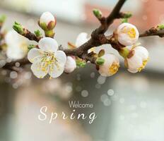 texto Bienvenido primavera. flores de Cereza ciruela o myrobalan prunus cerasifera floreciente en el primavera en el sucursales. diseñador teñido en rosado y azul. foto