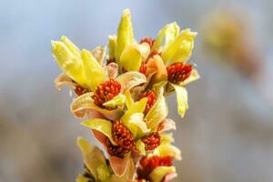 Cornus officinalis view photo