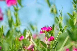 Lathyrus tuberosus, tuberous pea, tuberous vetchling, earthnut pea, aardaker, tine-tare climbing groundcover with pink bee-pollinated flowers. Used in agriculture, medicine, beekeeping photo