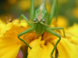 Green locust on a yellow marigold. Long locust mustache. Insect on a close-up flower. photo